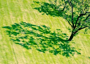 The Shadow of a Tree